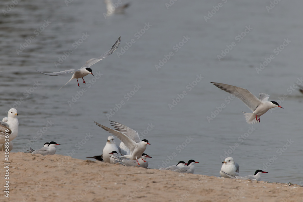 Terns and gulls on the shore of lake Michigan. Terns and gulls on the shore of lake Michigan.