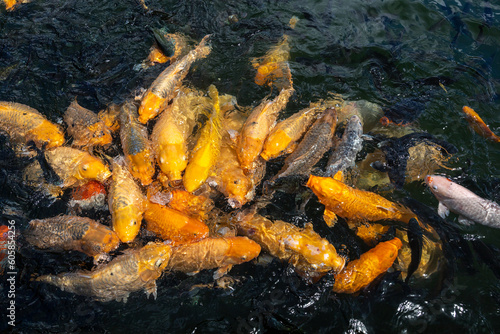 Tirta Gangga, Bali, Indonesia Fish in bread feeding frenzy in a pond in the temple.