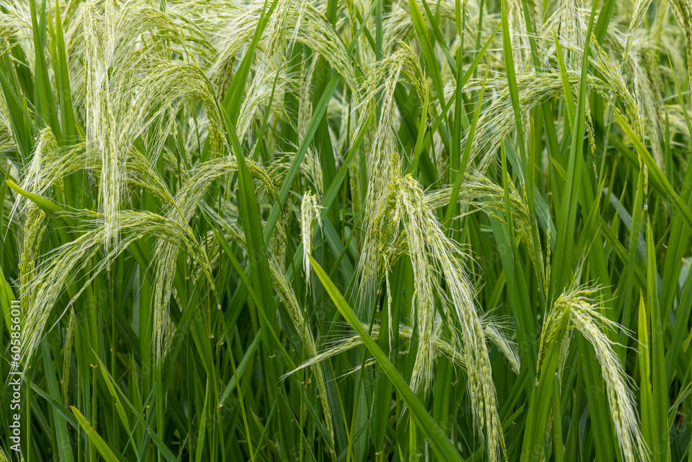 Jatiluwi, Bali, Indonesia Rice growing in the Jatiluwi rice terraces, a Unesco world heritage site. Jatiluwi, Bali, Indonesia Rice growing in the Jatiluwi rice terraces, a Unesco world heritage site.