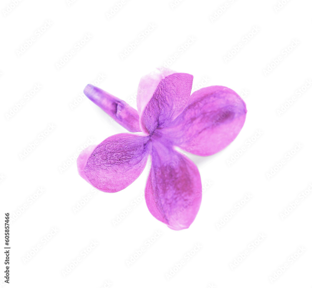 Obraz premium Beautiful lilac flower isolated on white background