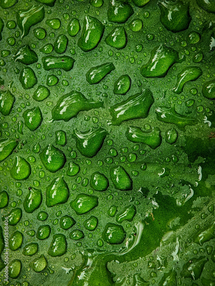 Closeup morning dew on a green leaf