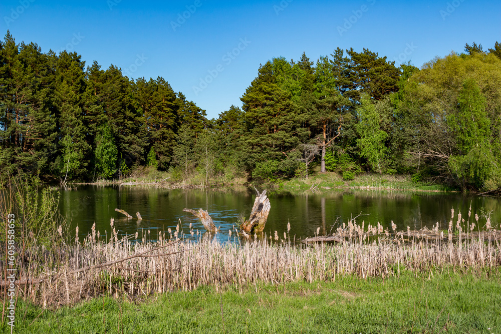 A small picturesque pond surrounded by pine trees and a shore overgrown with cattail A small picturesque pond surrounded by pine trees and a shore overgrown with cattail