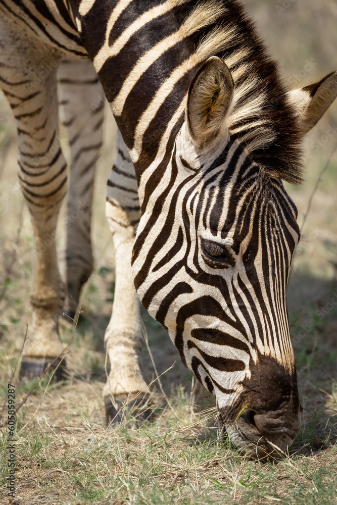 Close up portrait of zebra grazing on grass in the Kruger National Park Close up portrait of zebra grazing on grass in the Kruger National Park