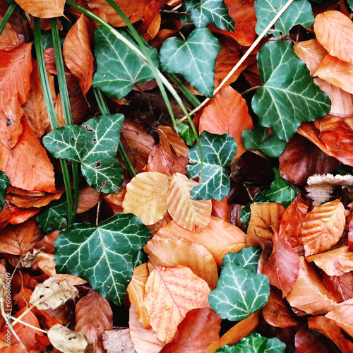 ivy leaves (ID: 605860009)