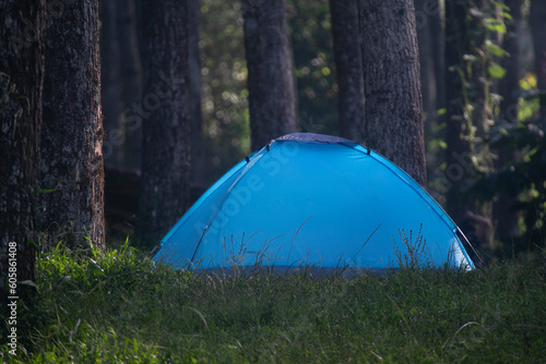 Exploring the Forested Campsite