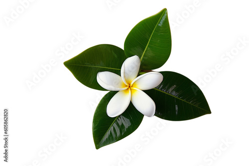 Plumeria frangipani tropical flower as a transparent isolated vector graphic resource © Kary