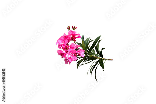 Isolated image of Nerium oleander flower on png file at transparent background. photo