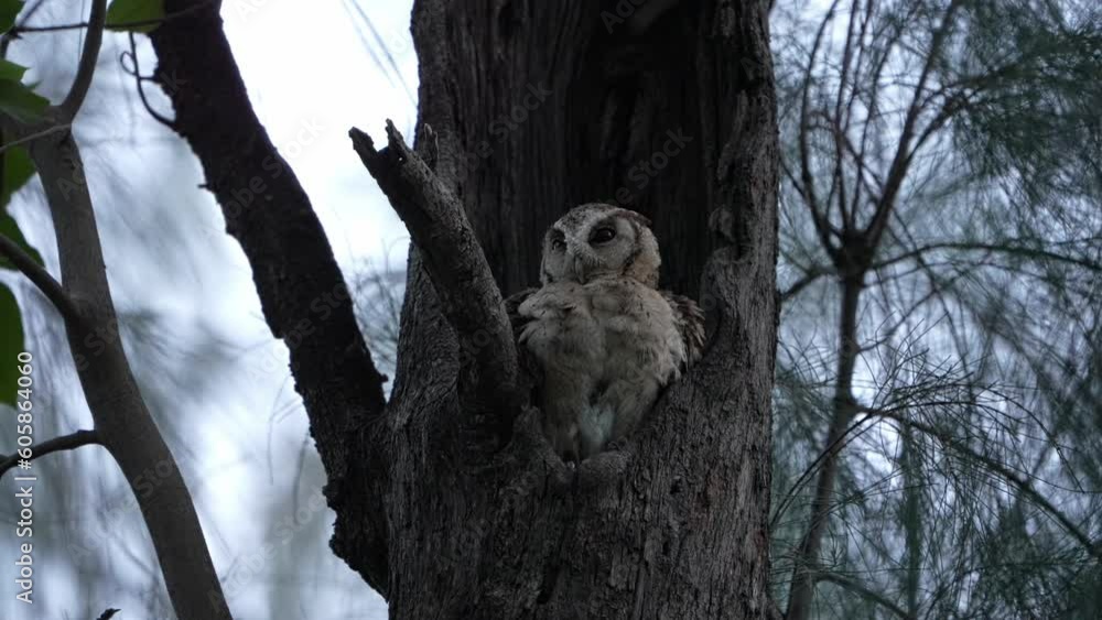 Scops Owl Puffed Up Feather in Tree Hole Nest, Late Evening