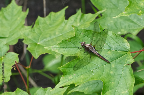 Dragonfly