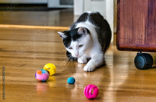 Cat with Toys