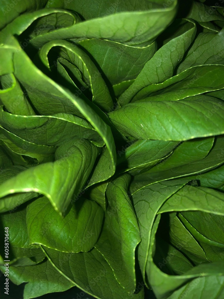 Fototapeta premium healthy food mustard greens