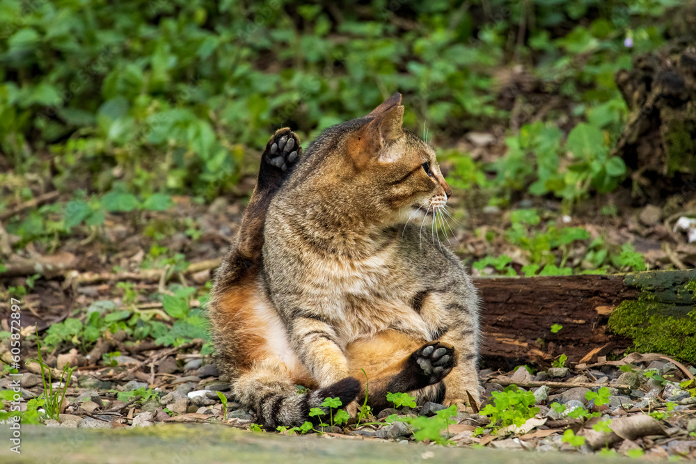 Obraz premium Cute tabby cat resting