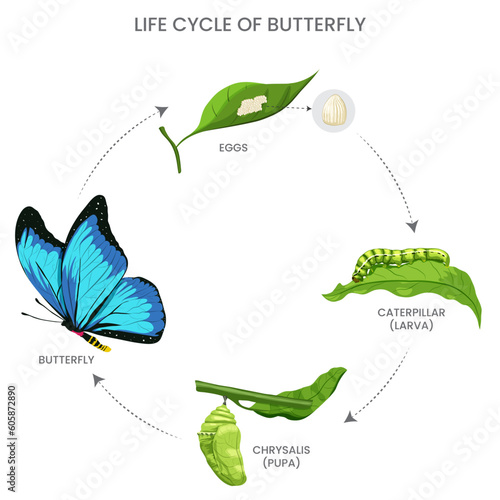 Butterfly life cycle includes egg, caterpillar, pupa, and adult stages, undergoing metamorphosis from a crawling larva to a flying beauty.