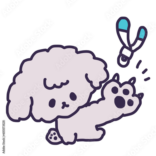 爪切りされる爪が伸びているかわいいトイプードルの子犬