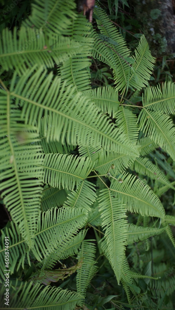 Fern plant , known as Dryopteris filix-mas, in the forest