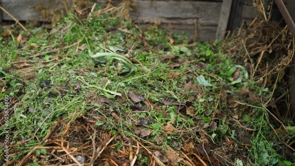 Composting weeds from the garden on a compost heap Composting weeds from the garden on a compost heap