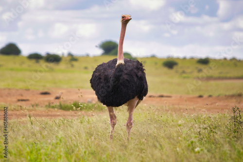 Male ostrich in the savannah