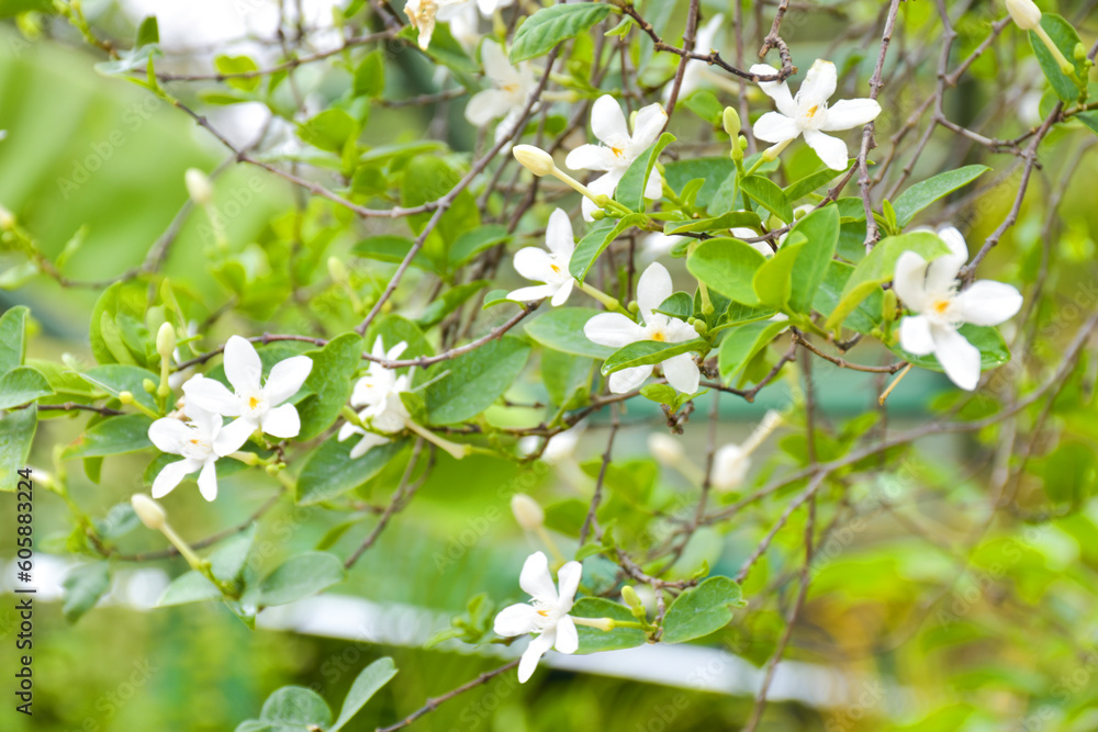 Beautiful blooming white flowers in the garden of Bangkok, Thailand Beautiful blooming white flowers in the garden of Bangkok, Thailand