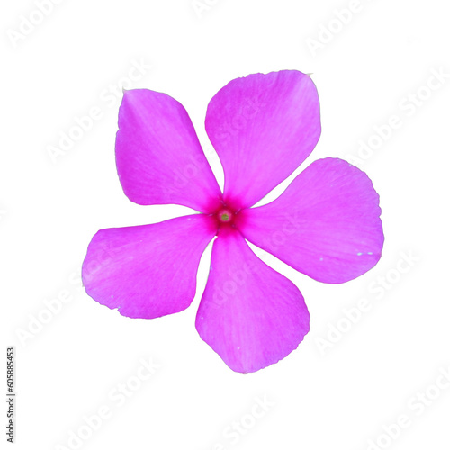 pink orchid on a transparent background (PNG). 