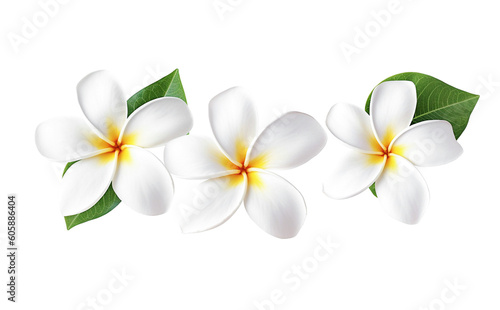 Ai generative. Frangipani, plumeria flowers on white