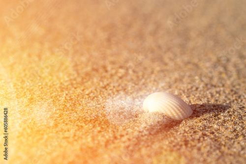 Shell in the sand. View of the sandy beach and the rays of the setting sun.