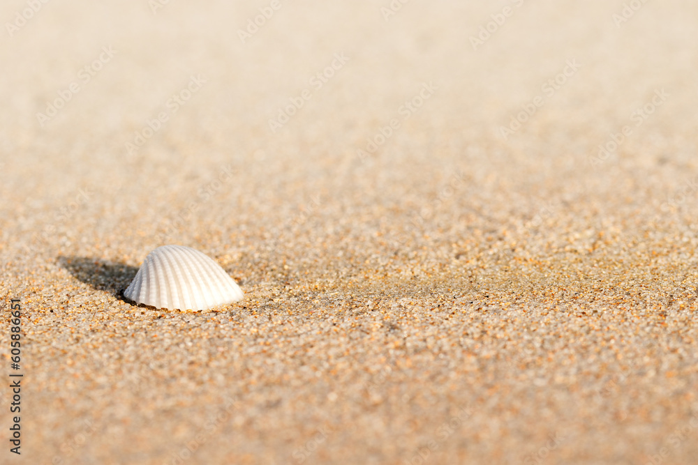 Sea shells on beach sand, sandy background.