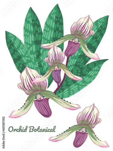 Beautiful purple Orchids flowers in branch isolated on background. Orchid flower close-up.
