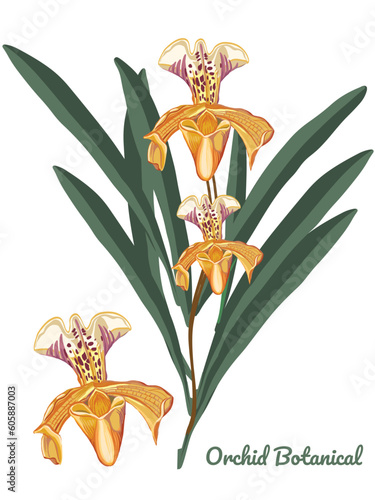Beautiful yellow Orchids flowers in branch isolated on background. Orchid flower close-up.