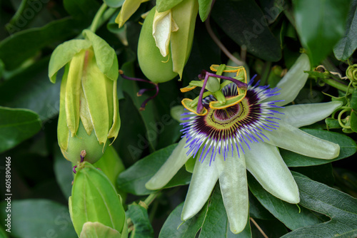 close-up of a colorful Passiflora incarnata, passion flower, medicinal plant with health benefits. photo