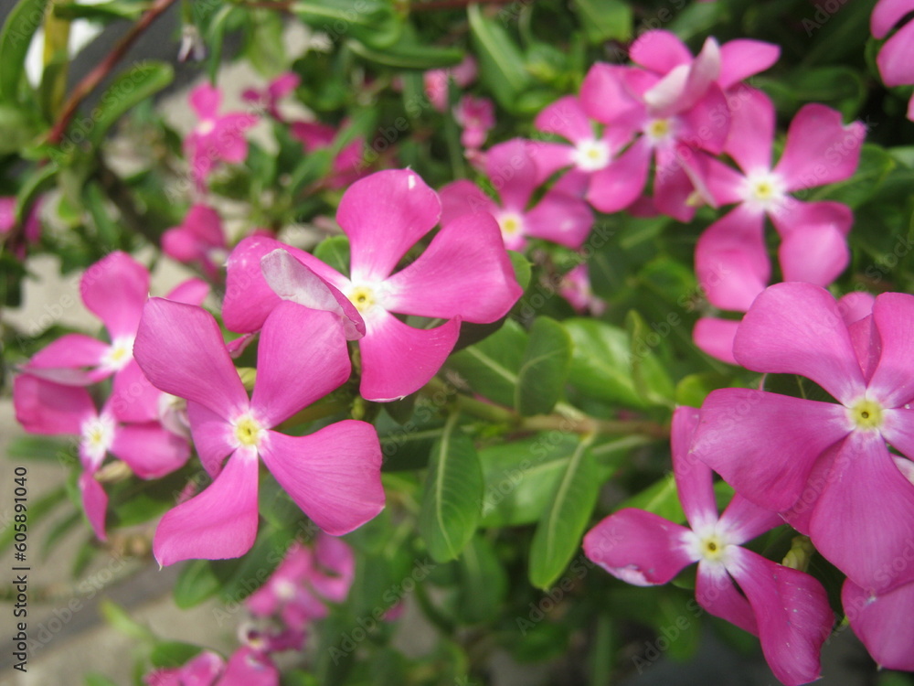 Fototapeta premium pink flower