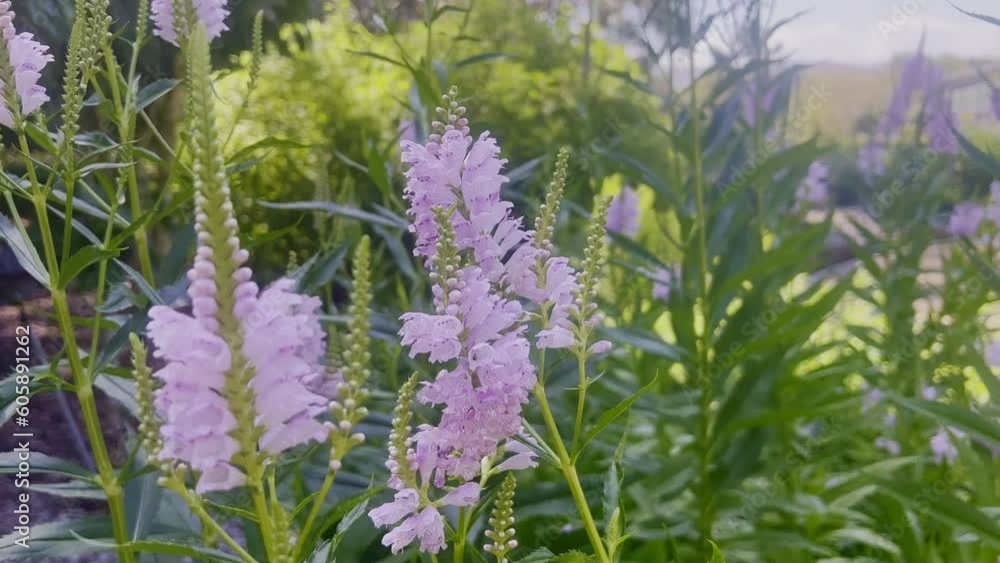 Pale purple on bloom spring flower gentle move in local botanical garden. Pale purple on bloom spring flower gentle move in local botanical garden.