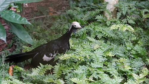 The White-throated Piping Guan (scientific name: Pipile cumanensis) is a bird species belonging to the family Cracidae, commonly found in the tropical forests of Central and South America.  photo