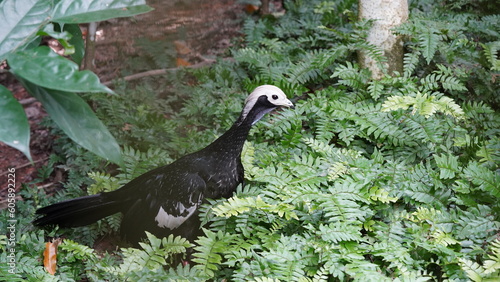 The White-throated Piping Guan (scientific name: Pipile cumanensis) is a bird species belonging to the family Cracidae, commonly found in the tropical forests of Central and South America.  photo