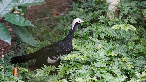 Pipile cumanensis|piping guans|Aburria pipile|普通鳴冠雉|蓝喉鸣冠雉 photo