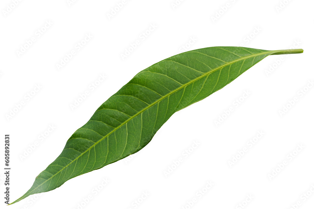 Obraz premium Mango leaf on isolated cut out background