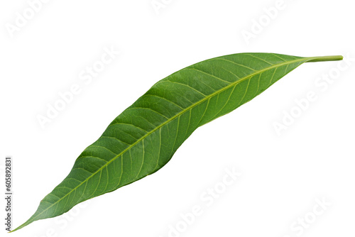 Mango leaf on isolated cut out background