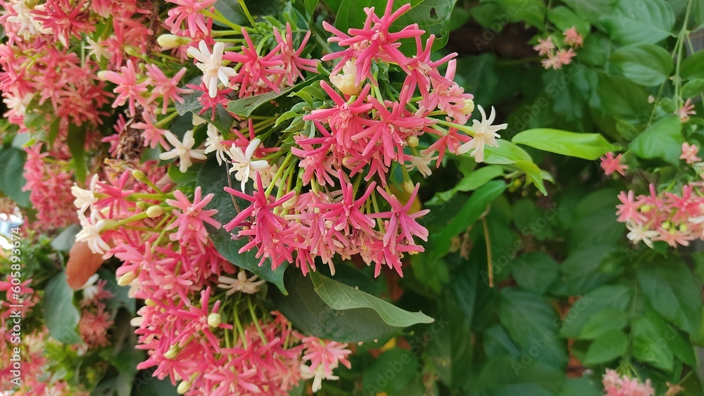 pink flowers pink flowers