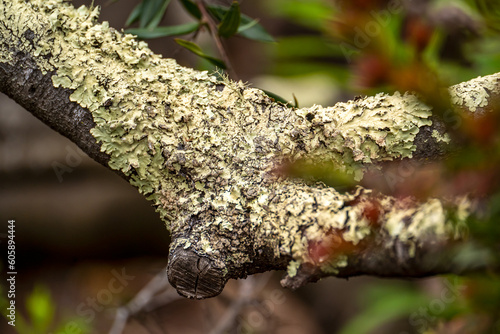 Common greenshield lichen (Flavoparmelia caperata) on a tree. photo