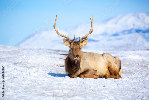 Deer in the snow in the natural streak of the nature reserve in the mountains. The symbol of the New Year and Christmas of the team of Santa Claus  the leader of the pack of the leader of the reindeer