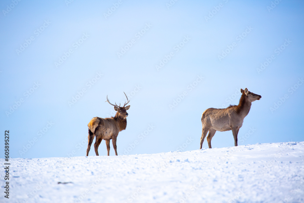 Deer in the snow in the natural streak of the nature reserve in the mountains. The symbol of the New Year and Christmas of the team of Santa Claus, the leader of the pack of the leader of the reindeer Deer in the snow in the natural streak of the nature reserve in the mountains. The symbol of the New Year and Christmas of the team of Santa Claus, the leader of the pack of the leader of the reindeer