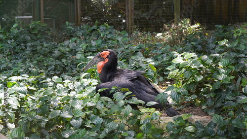 southern ground hornbill |Bucorvus leadbeateri | 紅臉地犀鳥   photo