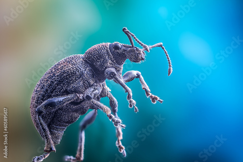 bug © Nikolay Dimitrov