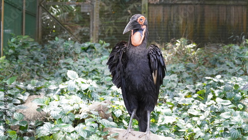 southern ground hornbill |Bucorvus leadbeateri | 紅臉地犀鳥   photo