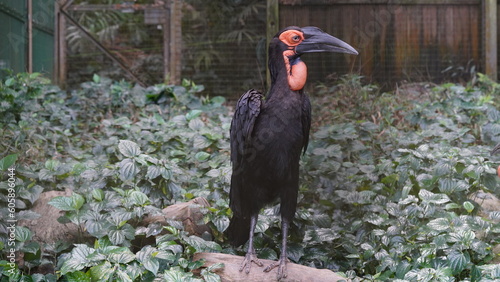 southern ground hornbill |Bucorvus leadbeateri | 紅臉地犀鳥   photo