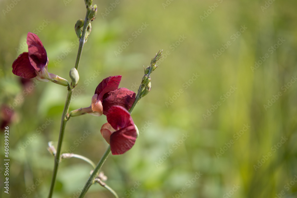 Macroptilium atropurpureum, commonly known as purple bush bean or siratro. Macroptilium atropurpureum, commonly known as purple bush bean or siratro.