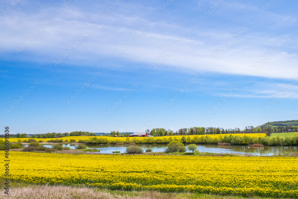Pond in a agricultural landscape with yellow rapeseed fields