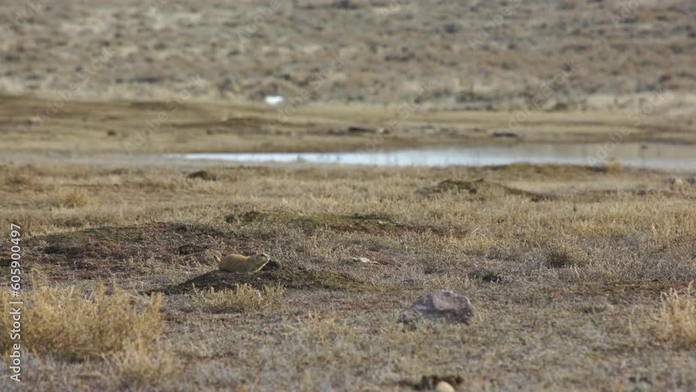 Prairie dog yells from burrow in afternoon spring light close Prairie dog yells from burrow in afternoon spring light close