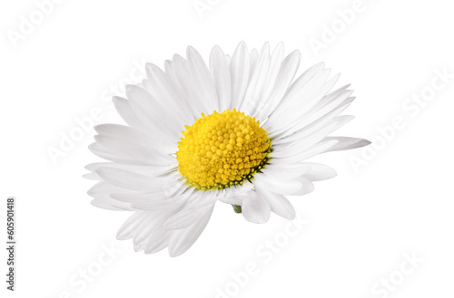 White Chamomile flower isolated on transparent background. Daisy flower  medical plant. Chamomile flower head as an element for your design.