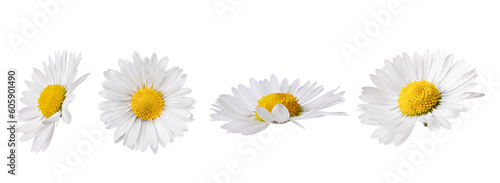 Fotografie, Obraz Set of white Chamomile flower isolated on transparent background