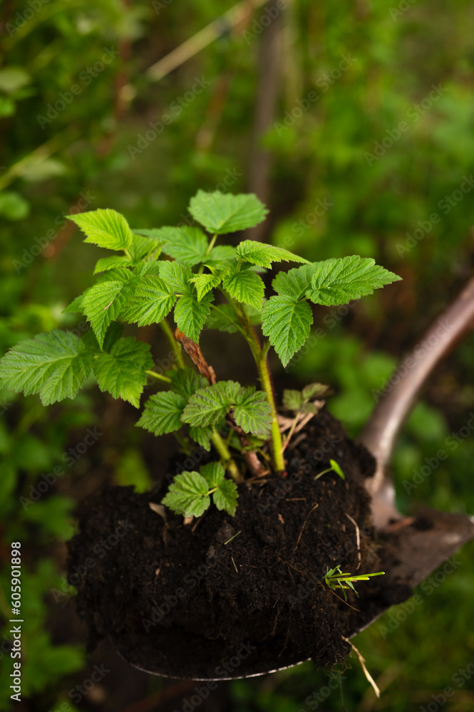 Metal shovel holding young raspberry bush to be planted in ground Metal shovel holding young raspberry bush to be planted in ground